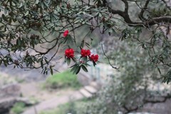 Rhododendron arboreum